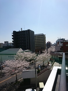 桜